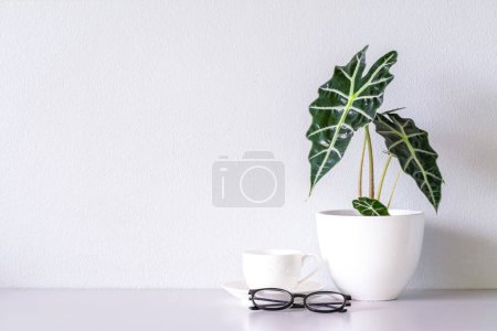 Gafas graduadas y taza de café blanco y Alocasia sanderiana Toro o Alocasia Planta sobre la mesa y fondo de pared blanco