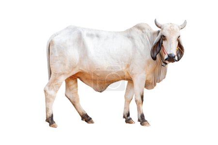 Foto de Cuerpo completo de vaca blanca hembra de pie y mirar hacia adelante aislado sobre fondo blanco, vaca tailandesa, vaca asiática, vista lateral, camino de recorte incluyen - Imagen libre de derechos
