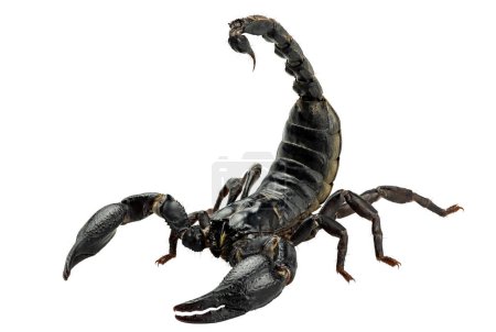 Emperor Scorpion, Pandinus imperator, Black scorpion isolated on white background with clipping path includ