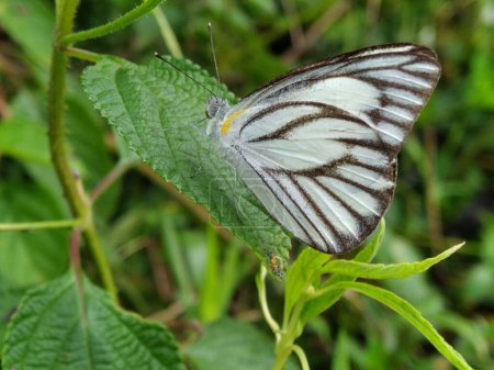 Téléchargez les photos : Papillon blanc à rayures noires perché sur les feuilles de la plante - en image libre de droit
