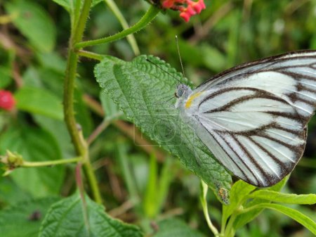 Téléchargez les photos : Papillon blanc à rayures noires perché sur les feuilles de la plante - en image libre de droit
