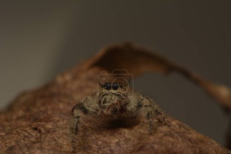 Téléchargez les photos : Moment des araignées sauteuses (Salticidae) fermant les yeux avec leurs pattes avant - en image libre de droit