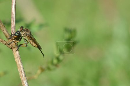 Téléchargez les photos : Une mouche voleuse qui a atterri sur une branche sèche mange des coléoptères dans la forêt - en image libre de droit