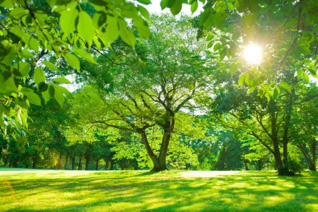 Téléchargez les photos : Arbre lumière du soleil dans le jardin - en image libre de droit
