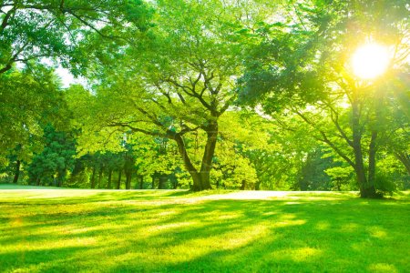 Téléchargez les photos : Lumière du soleil dans la forêt le matin - en image libre de droit