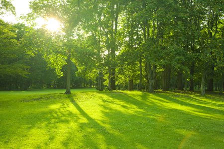 Téléchargez les photos : Jardin vert le matin - en image libre de droit