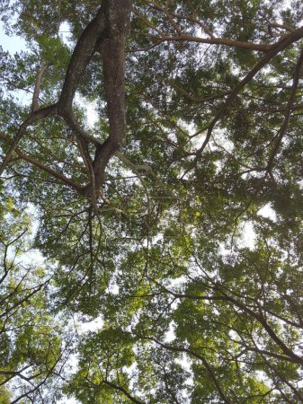 Photo for View of treetops from low angle, green leaves background in blue sky - Royalty Free Image