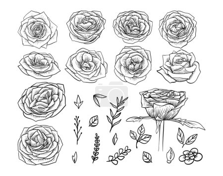 Illustration for Hand drawn Rose Flower Line art Clip art - Royalty Free Image