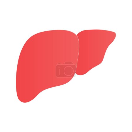 Illustration for Liver organ medical design, human liver - Royalty Free Image