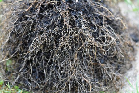Téléchargez les photos : Helianthus annuus - racines de tournesol gros plan - en image libre de droit