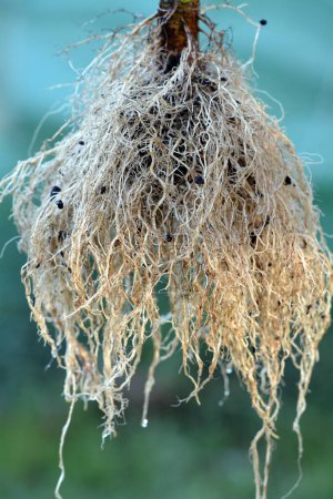 Téléchargez les photos : Helianthus annuus - sunflower roots closeup - en image libre de droit