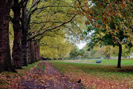 Photo for Hyde Park, one of Londons eight Royal Parks. High quality photo - Royalty Free Image