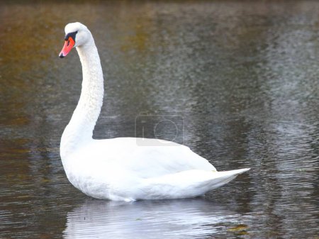 Photo for Beautiful white swan floating in clear lake water. High quality photo - Royalty Free Image