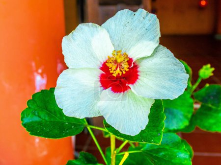 Photo for White Red Flower in Bright Summer . High quality photo - Royalty Free Image
