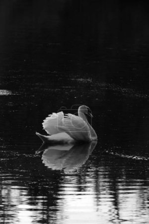 Photo for Close up of a swan on dark waters - Royalty Free Image