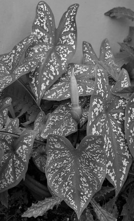Foto de Monochrome grey Caladium bicolor or Artist's pallet or Elephant's ear or Angel Wings Plant - Imagen libre de derechos