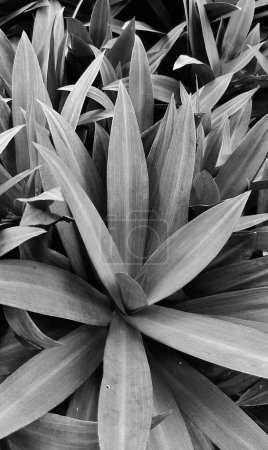 Foto de Monochrome grey Moses in the Cradle or Tradescantia spathacea or boat lily. Moses in a basket or Moses-in-the-bulrushes or oyster plant full frame close up - Imagen libre de derechos