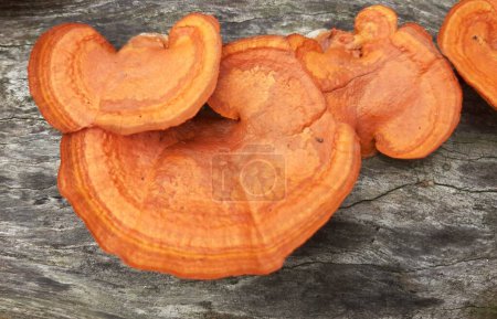 Photo for Pycnoporus sp cinnabarinus pellaea or Ganoderma Lucidum or Oyster Mushroom. Orange Wood fungus is usually found on dead wood. - Royalty Free Image