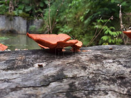 Photo for Pycnoporus sp cinnabarinus pellaea or Ganoderma Lucidum or Oyster Mushroom. Orange Wood fungus is usually found on dead wood. - Royalty Free Image