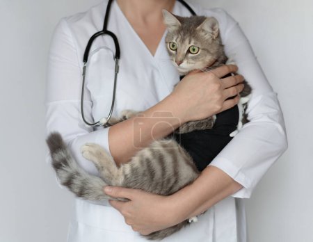 Photo for Pet after cavitary operation, castration, sterilization. Veterinarian doctor with stethoscope holding cute spayed cat in postoperative bandage, black medical blanket in veterinary clinic - Royalty Free Image