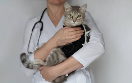 Photo for Veterinarian doctor with stethoscope holding spayed cat in postoperative bandage, medical blanket in veterinary clinic. Pet after cavitary operation, castration, sterilization, looking at camera - Royalty Free Image