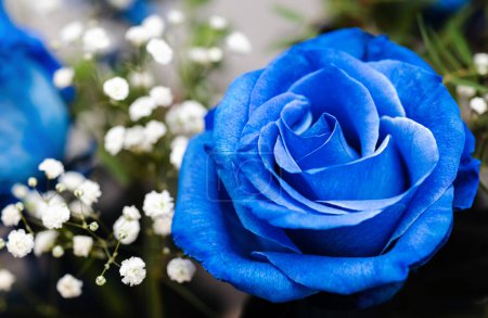 blue roses in bouquet with gypsophila. Soft focus, close-up of fresh rose. Invitation or postcard concept, copy space