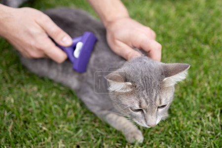 Téléchargez les photos : Mains de l'homme brossant les chats domestiques fourrure à l'extérieur de la maison, processus de toilettage. Vue d'en haut. Personne méconnaissable - en image libre de droit