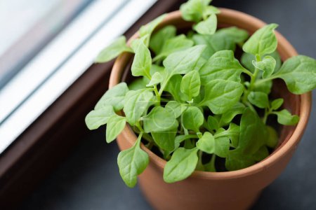 Photo for Pot with young spinach on window sill, growing harvest indoors. Healthy eating, dieting - Royalty Free Image