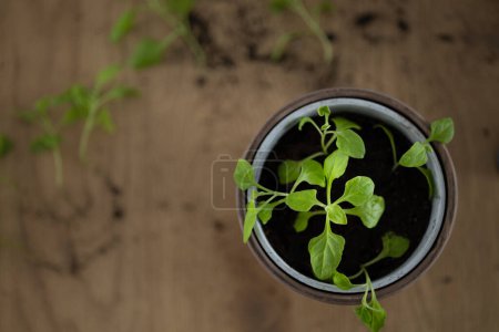 Foto de Trasplante de plantas, maceta con espinacas jóvenes en mesa de madera, cosecha creciente en interiores. Alimentación saludable, dieta - Imagen libre de derechos