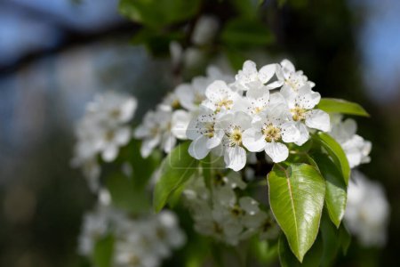 Nahaufnahme eines Birnbaumzweiges mit weißen Blüten und grünen Blättern. Birnenblüten Pyrus communis