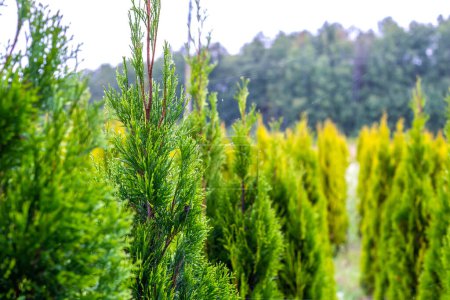 Photo for Growing evergreen thujas in the field. Young trees for sale. Agribusiness. Vertical - Royalty Free Image