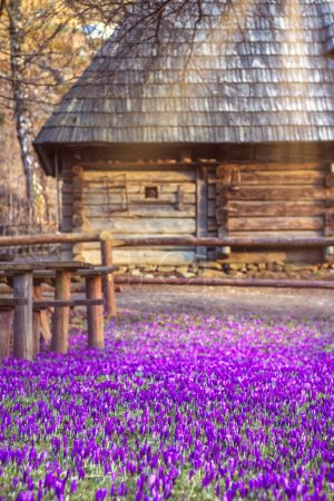 Photo for Glade of blooming crocuses in front of a wooden house. Bright primroses in a mountain village. Beautiful spring background. Vertical - Royalty Free Image