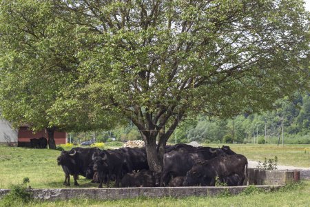 Téléchargez les photos : Elevage de buffles domestiques dans une ferme du village de Transcarpates en Ukraine - en image libre de droit