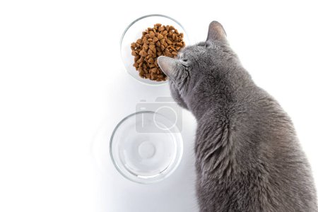 El gato gordo adulto británico come comida seca de un tazón transparente. Cerca hay un tazón de agua. Fondo blanco. 