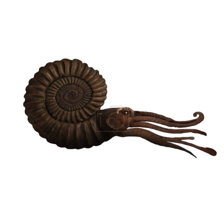 Photo for Devonian Ammonite Digital Art By Winters860 Isolated, Transparent Background - Royalty Free Image