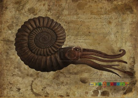 Photo for Ammonoidea, Ammonites Art Study Old Textured Paper Vintage Geometrical Poster Digital Art By Winters860 - Royalty Free Image