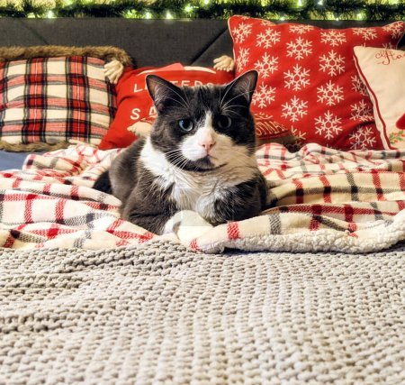 Téléchargez les photos : Mignon chat couché sur le lit - en image libre de droit