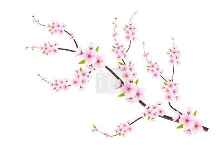 Vektor-Kirschblütenzweig mit Sakura-Blume. Kirschblüte mit Kirschknospe und rosa Sakura-Blume