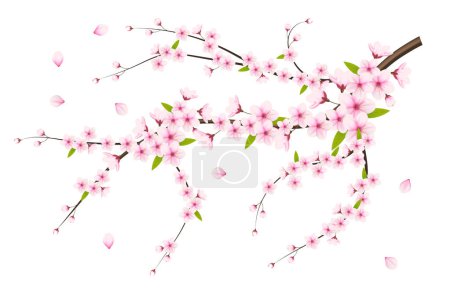  Realistic blooming cherry flowers and petals illustration,cherry blossom vector. pink sakura flower background. cherry blossom flower blooming vector