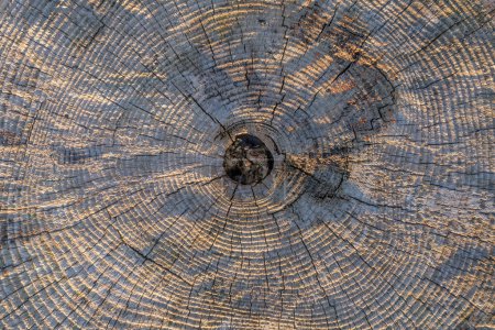 Photo for A transect of a tree trunk with concentric year rings, old, weathered and gray. - Royalty Free Image