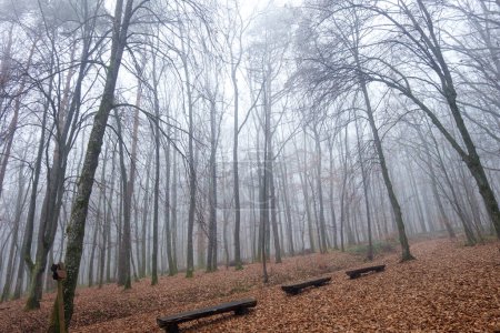 Téléchargez les photos : Forêt nue à l'automne, avec des feuilles tombées sur le sol, enveloppé dans le brouillard. Trois bancs de parc en diagonale sur le sol. - en image libre de droit