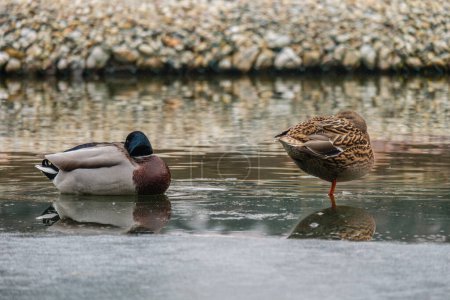 Téléchargez les photos : Canard mâle et femelle au bord d'une calotte glaciaire sur un étang à moitié gelé - en image libre de droit