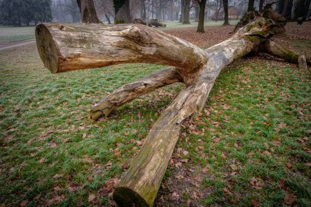 Téléchargez les photos : Tronc d'arbre tombé dans un parc public, en décomposition sur le sol - en image libre de droit