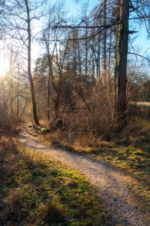 Photo for Gravel path through a forest lit by the evening sun - Royalty Free Image
