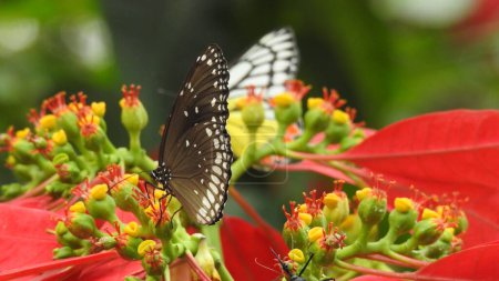 Photo for Monarch Black and White Butterfly on Yellow flower in Garden, Landscape Nature Photography of butterfly. black and white Butterfly closeup with green background with green leaf, Butterfly on flower taking food , Black butterfly on flower with it legs - Royalty Free Image