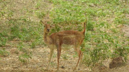 Foto de Chital AKA cheetal and Spotted deer or axis deer. closeup deer with dig horns in sunlight a detailed view of the animal. and other deer's Close up Red Deer Stag in forest, adult noble deer with big beautiful horns on snowy field, closeup Roe deer - Imagen libre de derechos