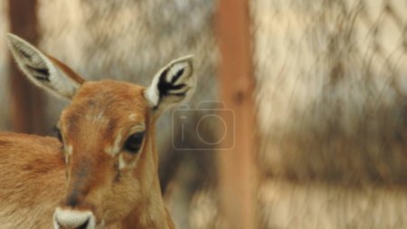 Photo for Noble deer male in winter snow forest Beautiful fallow deer in winter outdoors. fighting with their horns.  fighting in forest towards each other. Close up Red Deer Stag in forest, Single noble deer with big beautiful horns on snowy field, Roe deer - Royalty Free Image