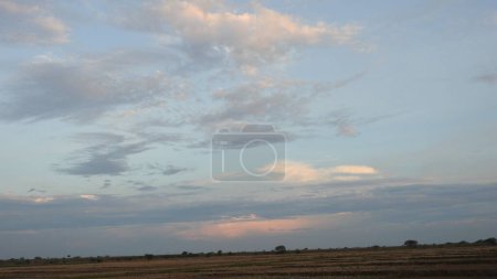 Photo for Overcast sky with clouds over green tops of pines. The Pre-Storm Sky Is Covered with Dark Clouds. Birds Are Carried High into The Sky by Powerful Air Currents. Birds flying in the sky. Birds in The Sky Dark Ominous Rain Clouds. View of white and grey - Royalty Free Image