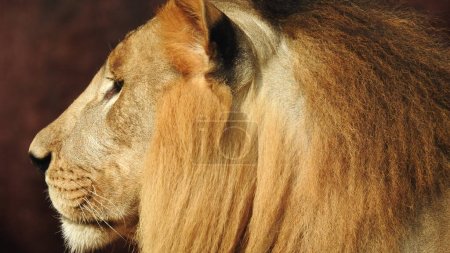 Closeup Lion in Forest. Jungle King Lion resting and standing. Male and young Female African Lion, South Africa. Portrait of pair of African lions, Panthera leo, detail of big animal, evening sun, African lion portrait. African Lion portrait savanna
