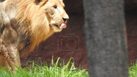 Photo for Closeup Lion in Forest. Jungle King Lion resting and standing. Lions Face. African lion relaxing, Big lion lying on savannah grass. Lion portrait on savanna background and Mount Kilimanjaro. Lion rest - lying on a stone and looking away. African Lion - Royalty Free Image